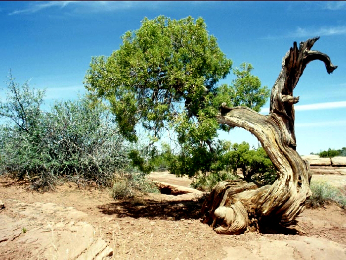 Gnarnled Juniper